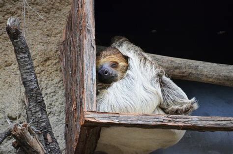 What Is the Spiritual Meaning of a Sloth? (Laziness)