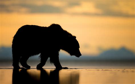 Alaska Bear Sunset Silhouette Wallpaper Animals Wallpaper Better