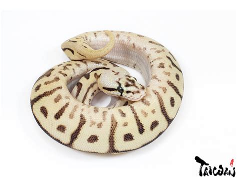Fire Leopard Pastel Spider Morph List World Of Ball Pythons