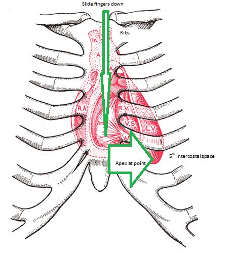 Apical Pulse Definition And Location Video And Lesson Transcript