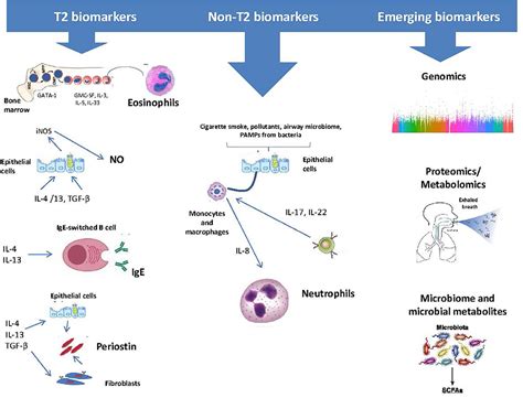 Frontiers Recent Insights In The Role Of Biomarkers In Severe Asthma Management