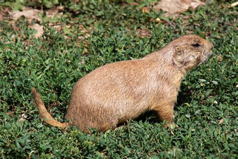 Black Tailed Prairie Dog Cynomys Ludovicianus 2013 Zoochat