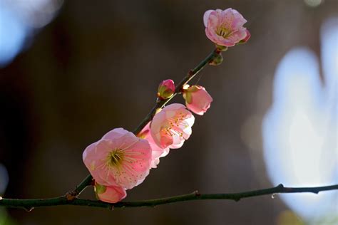 Wallpaper Branch Blossoms Cherry Blossom Pink Spring Shrine