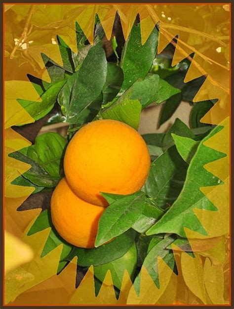 jaffa oranges the best tasting ever oranges photo israel