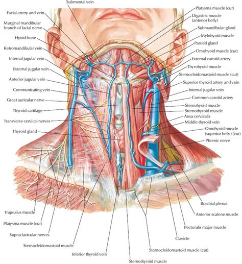 neck-dissection-surgery,-types,-indications,-risks-complications