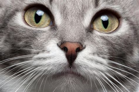 Close Up Portrait Gray Cat With Red Nose Stock Photo