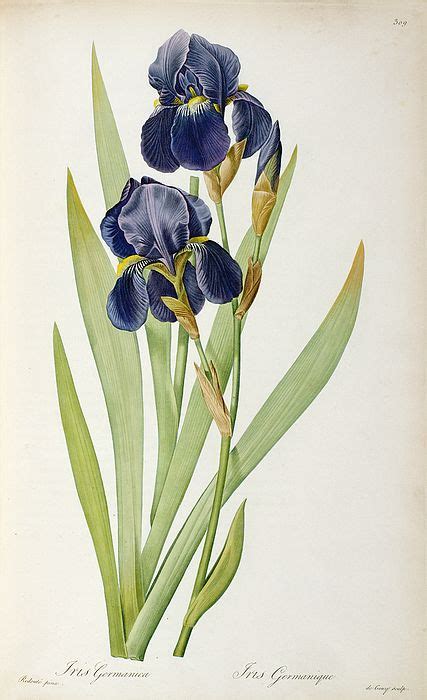 Iris Germanica By Pierre Joseph Redoute Iris Art Flower Prints Art