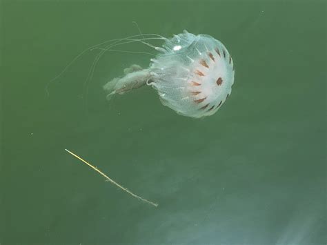 Large Number Of Jellyfish Still Hanging Around Gulf Waters Back Bays