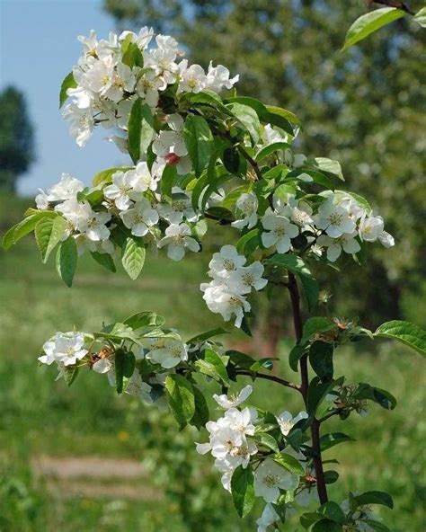 Wysyłkowa sprzedaż róż jest w naszym sklepie internetowym. Malus floribunda, Japanese crab apple