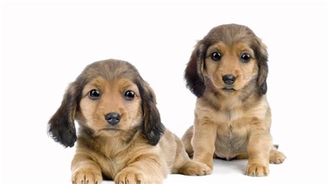 If there's weird green dots in the export try a different browser. Fund A Pet Miracle Promotional Video - YouTube