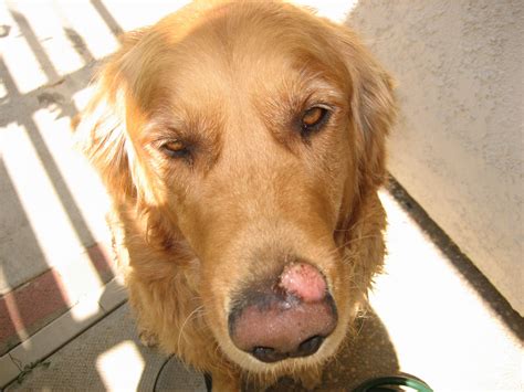 Pink Infection On Nose Golden Retriever Dog Forums