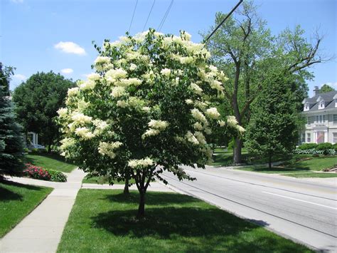 Ivory Silk Lilac Tree Trees That Please