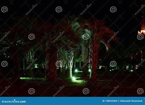 Palm Trees Illuminated By Powerful Floodlights In Sochi Night Park