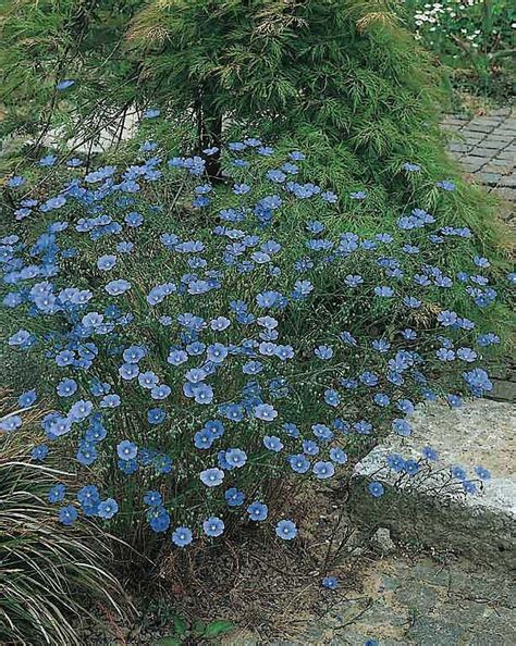 Best flowering occurs in full sun, but can tolerate. Saphyr Blue flax Linum perenne Dwarf, 12-15 in. tall Bloom ...
