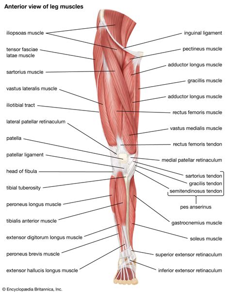 Leg Muscle Diagram Anatomy