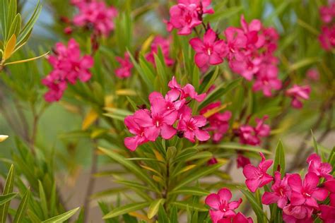 What To Know About Gardening Oleander Plants