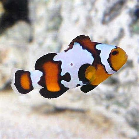 Polished and redesigned to work with new skype. Black Ice Snowflake Clownfish, Captive Bred ORA® - Frags 2 ...