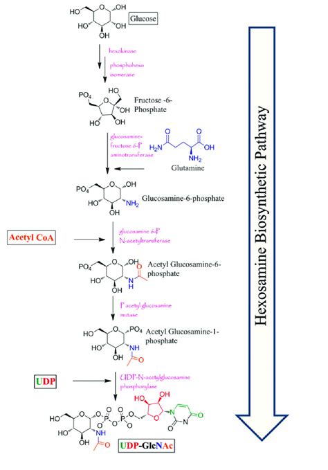 The Hexosamine Biosynthetic Pathway Adapted From Banerjee Et Al