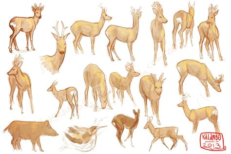 Deer Studies By Kalambo Deer Drawing Deer Sketches