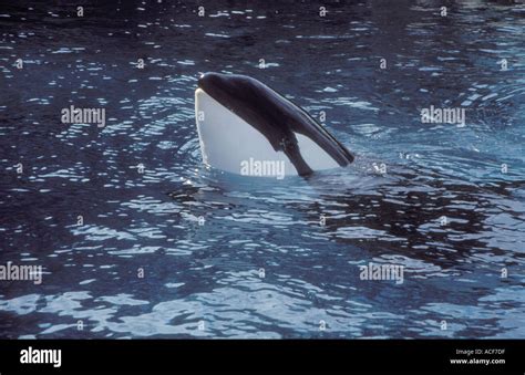 Orca Whale Spy Hop Stock Photo Alamy