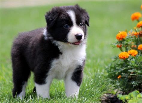Border Collie Puppy 754×549 Pixels Cute Animals Pinterest