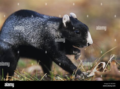 Eastern Fox Squirrel Sciurus Niger Adult Digging For Food Raleigh Wake