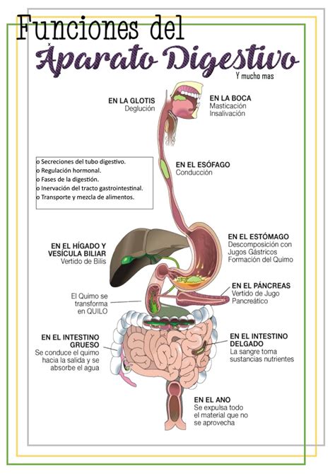 6 Funciones Del Aparato Digestivo By Lucero Cristina Ewe Issuu