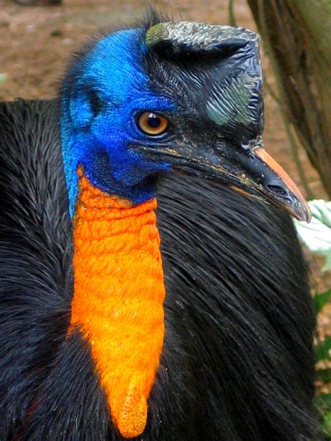 Filecasuarius Unappendiculatus Northern Cassowary Oblique Front