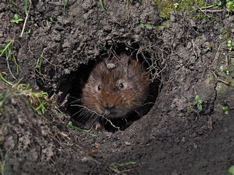 I Am A Vole And I Iive In A Holewater Volederbyshi Flickr