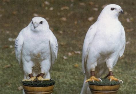 Rare White Falcons You Have Never Seen Before
