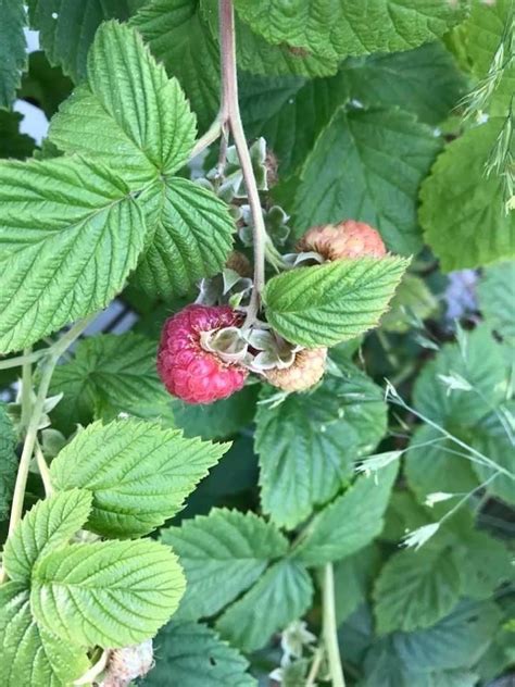 Growing Raspberries | ThriftyFun