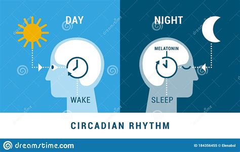 The Circadian Rhythm And Sleep Wake Cycle Stock Vector Illustration