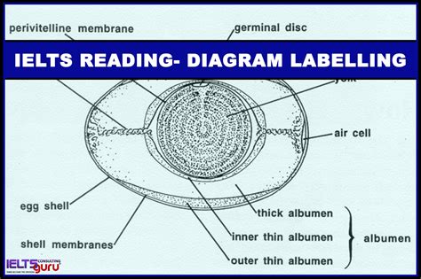 One abnormal characteristic is the liver's regenerative abilities. ieltscdt Archives - IELTSguru