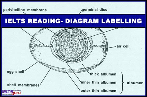 Videos, tests, revision notes and more. ieltscdt Archives - IELTSguru