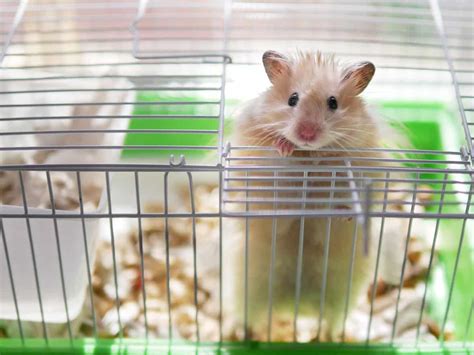 A second experiment supported the theory that raccoons accustomed to life around humans are better equipped to solve unconventional problems. Do Hamsters Make Good Pets? - Hamsters 101