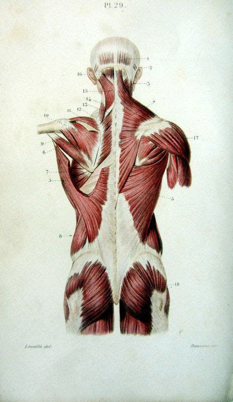 Lámina Sobre La Musculatura De J B Léveillé Gravure 1852