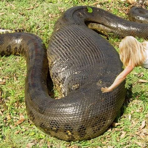 Pinterest In 2023 Snake Weird Animals Beautiful Snakes