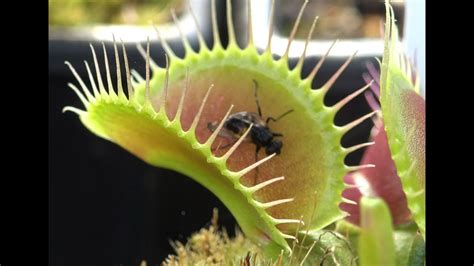 The best venus flytrap of thousands grown from the flytrap ranch's own seed over the years. it is truly a giant flytrap, producing traps that are exceptionally large, on average. Venus Flytrap Feeding Compilation 2 - YouTube