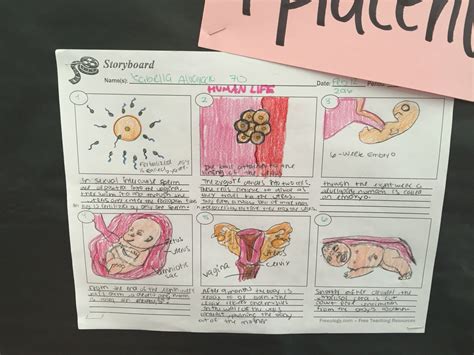 Storyboard To Explain Human Reproduction Process I Love My Students