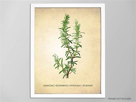 Rosemary Art Print Rosemary Herb Herbs And Spices Poster Etsy Herb