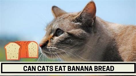 Can Cats Eat Banana Bread The Kitty Expert