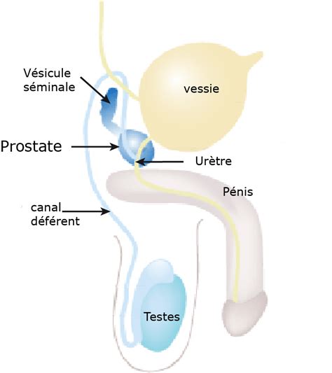 These glands represent the terminal tubular portions of long tubuloalveolar glands that radiate from the urethra. Prostate - SeleXel