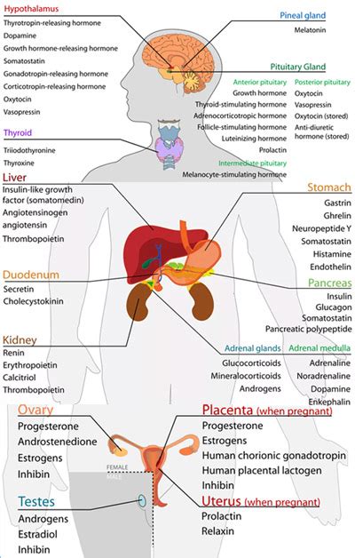 Functions Of Endocrine Glands Your Guide To Healthy Living