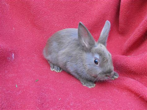 They are very easy to tame, and my rabbit sits in my lap all of the time without. Pet Stores Bunnies - AT HOME PETS
