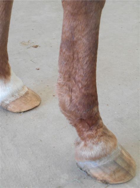 Flexor Tendon Injury Tendinitis Bowed Tendon Horse Side Vet Guide