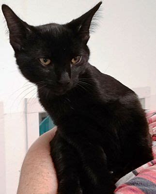 Phone and internet transactions are not available at this time. Kalamazoo, MI - Domestic Shorthair. Meet Billy a Cat for ...