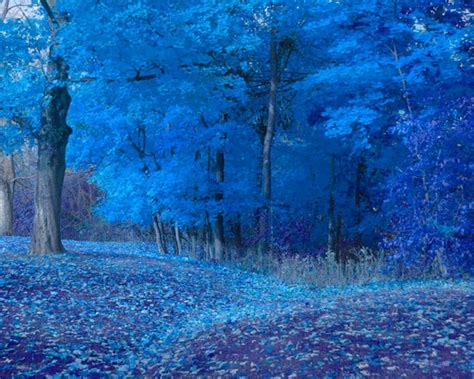 Blue Foliage Trees Photograph Blue Dominant Autumn Surreal