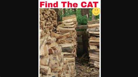 Can You Find The Cat Hidden In This Pile Of Logs Trending