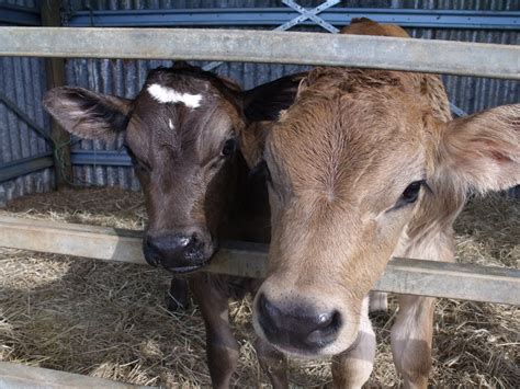Home Grown Raising Calves