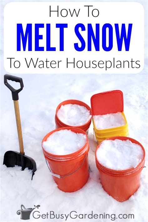 The melting crunchiness is like some kind of delightful candy. Want some alternatives to watering houseplants with tap ...